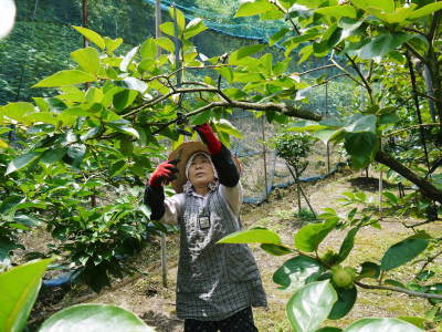 太秋柿 古川果樹園 令和2年度の着果後の様子と本物と呼べる逸品を作り上げるための惜しまぬ手間ひま_a0254656_17055033.jpg