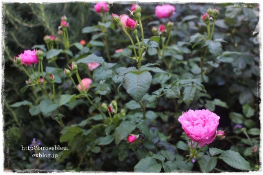順調な サントノーレ La Rose 薔薇の庭