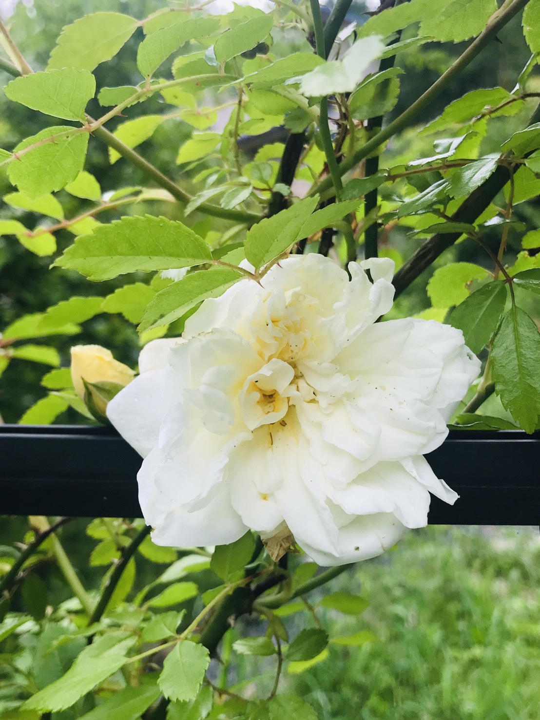 新しい時代_d0237757_11033545.jpeg