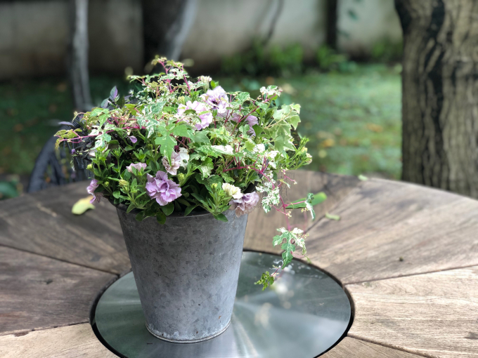 ギャザリングレッスンで ペチュニアの寄せ植え Coucou A Table クク アターブル