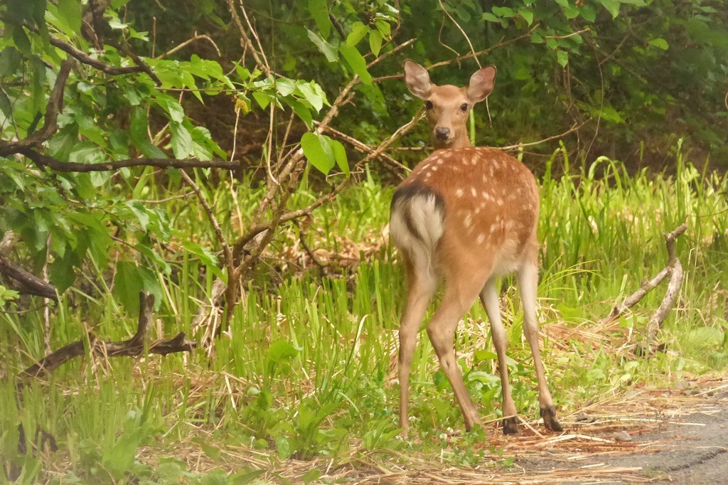 船形山の イノ シカ トウ 船形山からブナの便り ブログ版