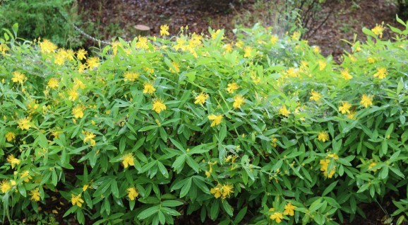 未央柳 ビヨウヤナギ ひげ爺の花便り