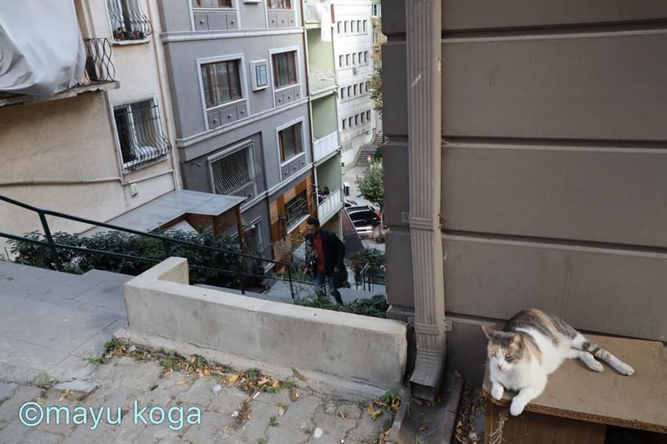 犯にゃんはおまえか？？？！_e0255060_15473006.jpg