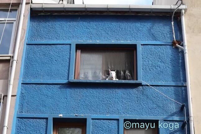 犯にゃんはおまえか？？？！_e0255060_15514347.jpg