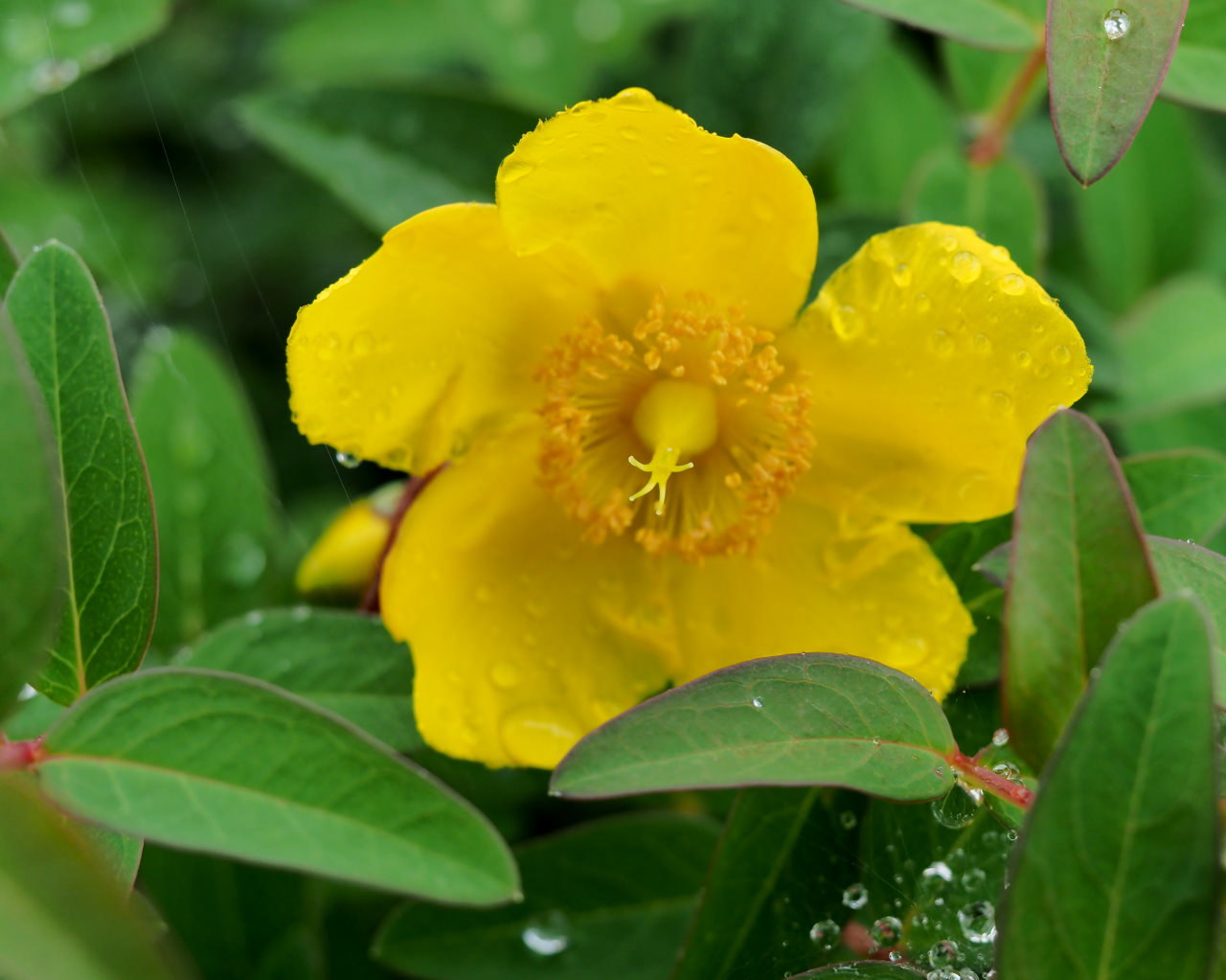 梅雨さなか アジサイなど色々と_c0305565_17230767.jpg