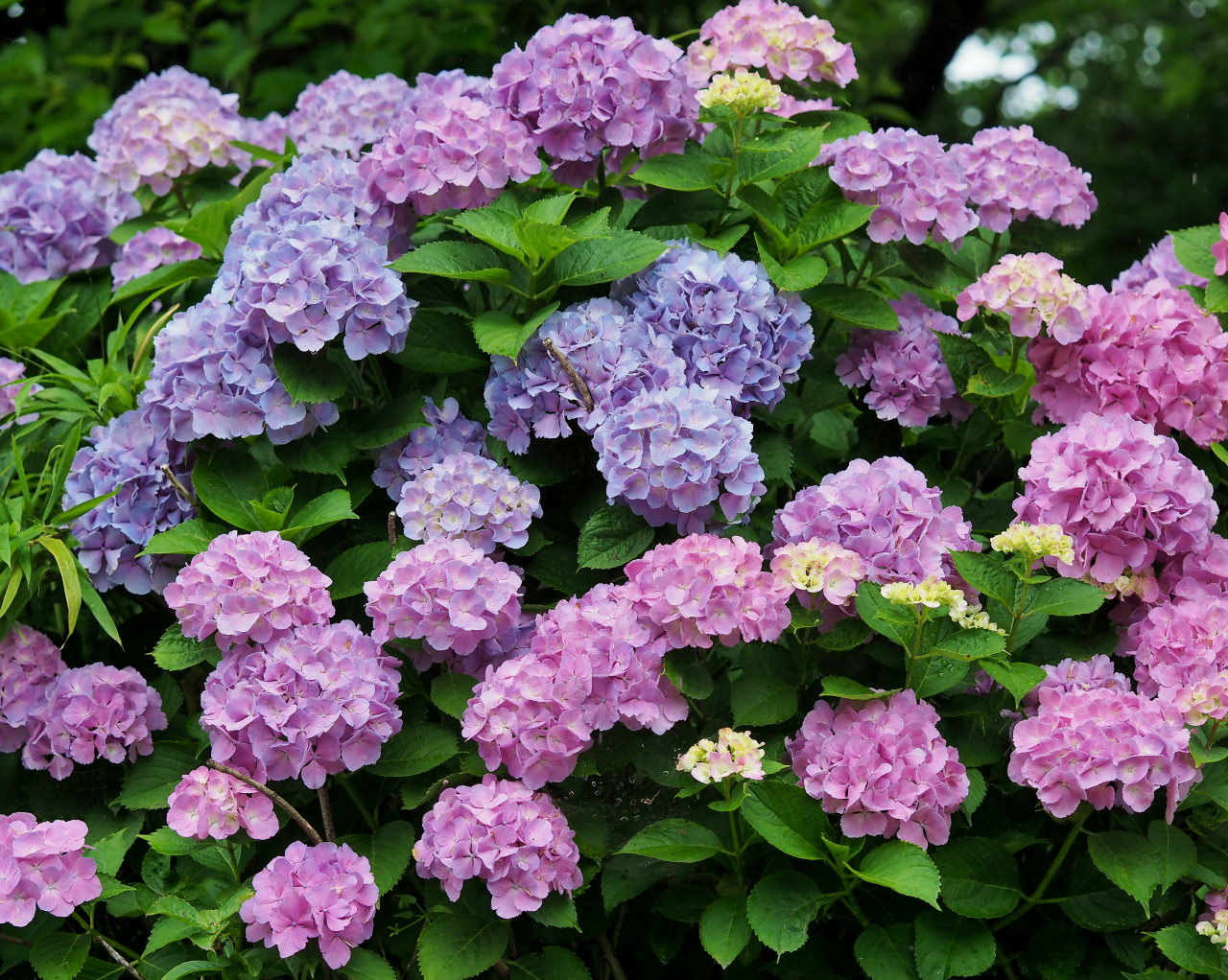 梅雨さなか アジサイなど色々と_c0305565_17255778.jpg