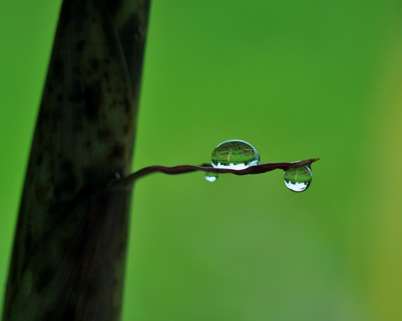 梅雨さなか アジサイなど色々と_c0305565_17283694.jpg