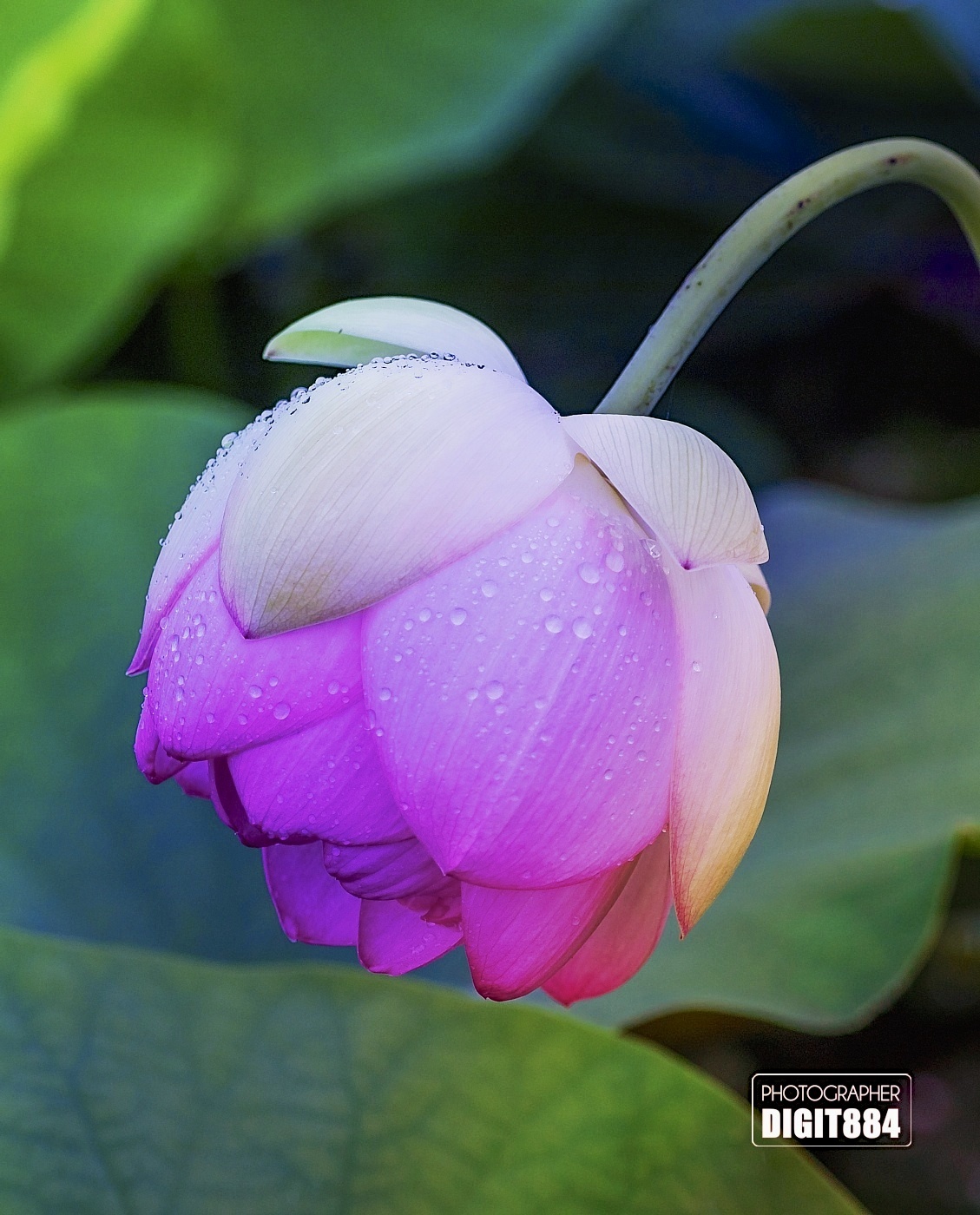 蓮子の花 写心でスピリチャルパワーを