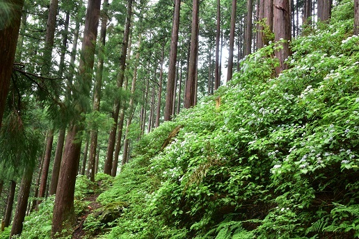 コアジサイとシダの森　　大天井ヶ岳_c0303868_14450519.jpg