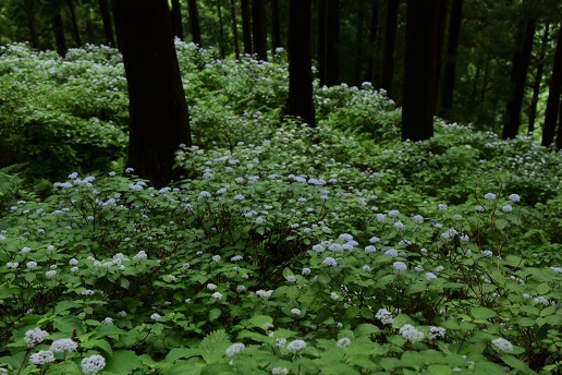 コアジサイとシダの森　　大天井ヶ岳_c0303868_14470216.jpg