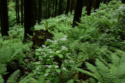 コアジサイとシダの森　　大天井ヶ岳_c0303868_14492941.jpg