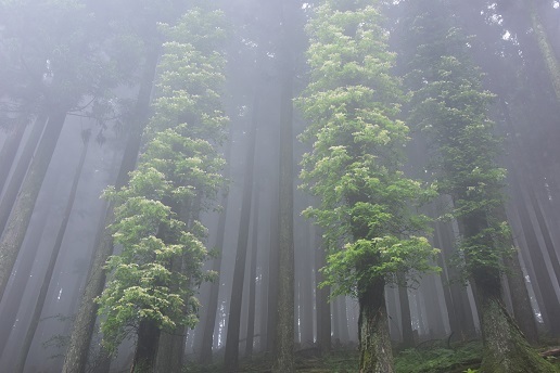 コアジサイとシダの森　　大天井ヶ岳_c0303868_14534673.jpg