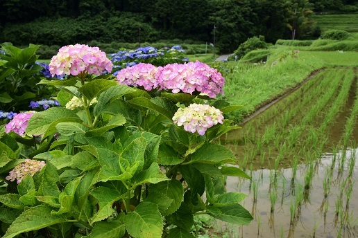 コアジサイとシダの森　　大天井ヶ岳_c0303868_14545090.jpg