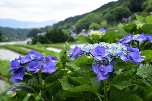 コアジサイとシダの森　　大天井ヶ岳_c0303868_14550713.jpg