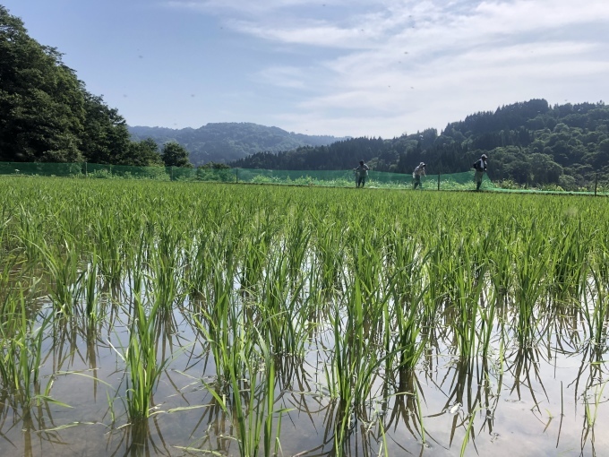 コイの田んぼの稲作活動２０２０_d0182179_14533083.jpeg