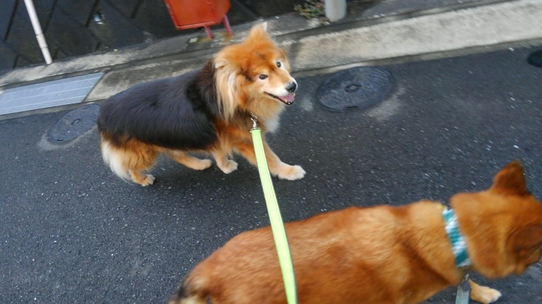 絶対に負けられない戦いが・・・【お散歩編】_e0401283_07143035.jpg