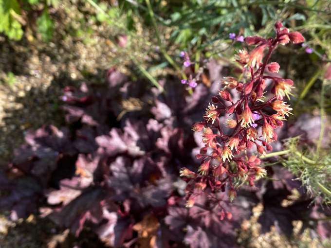 ヒューケラの花 ささちゃむ日記