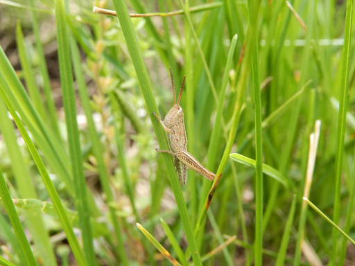 自然農の畑 6月上旬~中旬_d0366590_18593941.jpg
