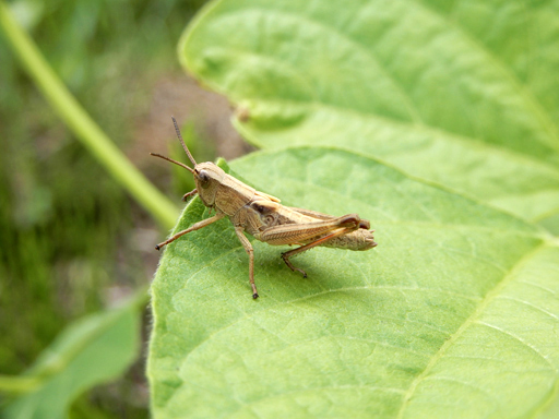 自然農の畑 6月上旬~中旬_d0366590_18593945.jpg