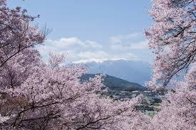 高遠の桜 つまりまだあの日の途中だ あなたの光でわたしをみつけて