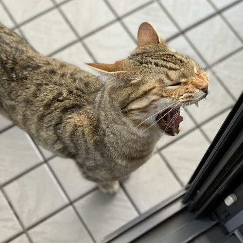 猫ってヤツは！_e0358096_20354669.jpeg