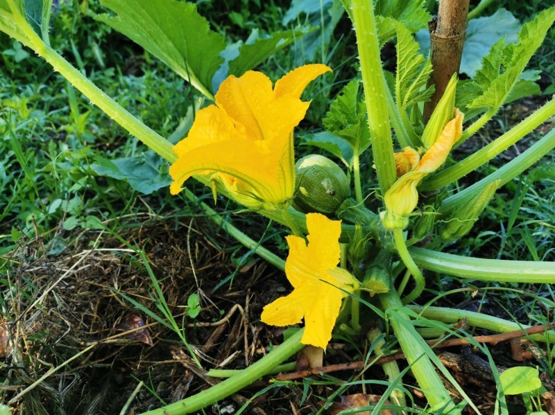 今のイタリアの旬の食べ物は・・・ズッキーニの花のフライ_f0106597_01045593.jpg