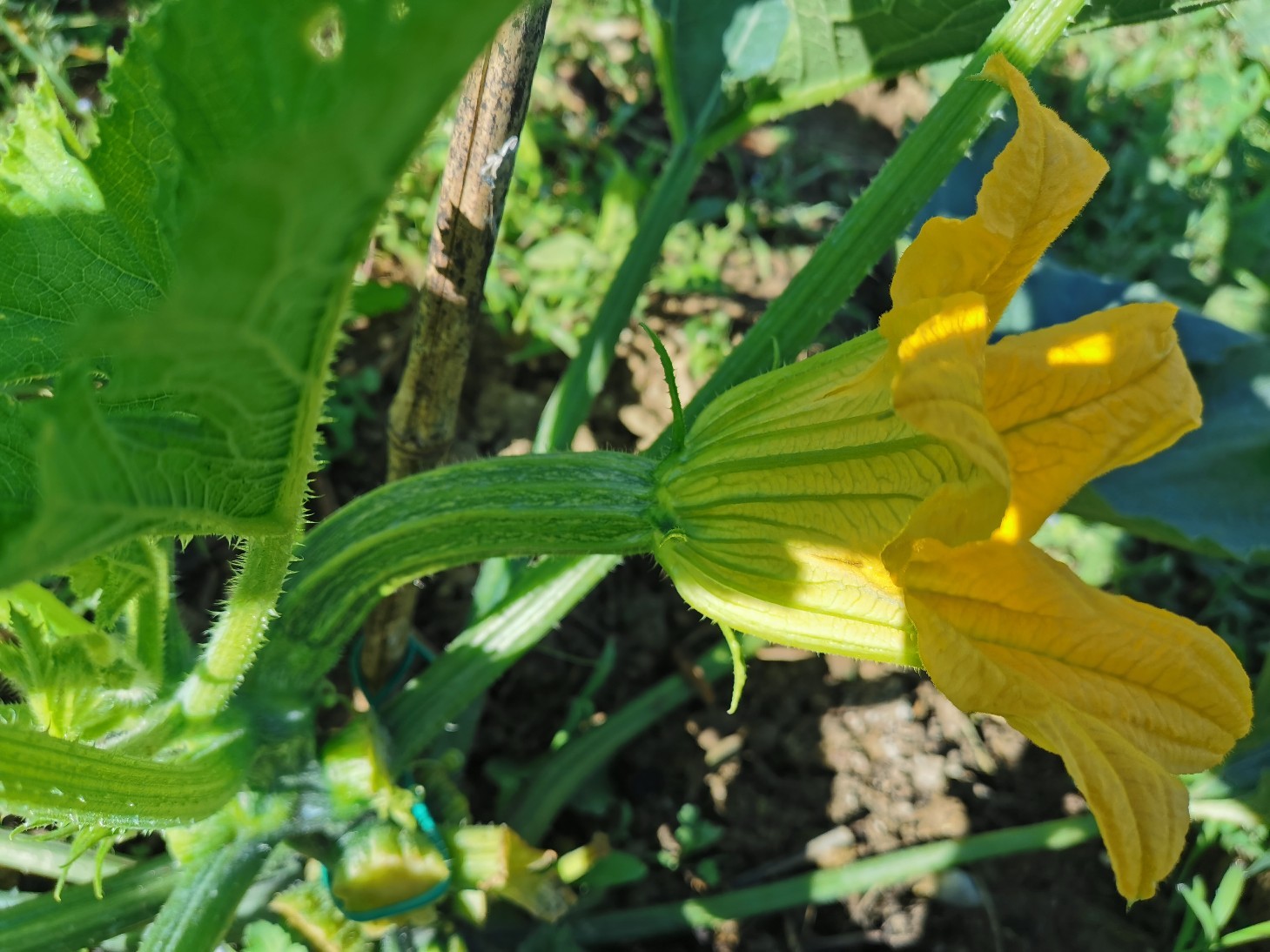 今のイタリアの旬の食べ物は・・・ズッキーニの花のフライ_f0106597_01051510.jpg