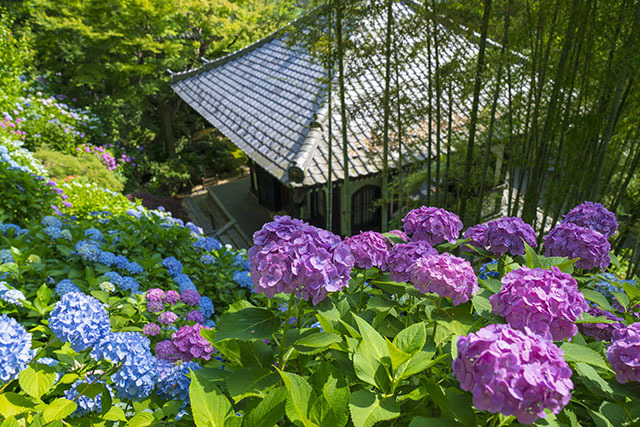 鎌倉長谷寺の紫陽花 あじさい路 エーデルワイスphoto 鎌倉長谷寺の紫陽花 あじさい路 エーデルワイスphoto