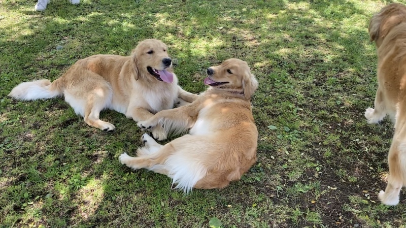 祝一歳!山中湖woof_b0275998_17151424.jpeg
