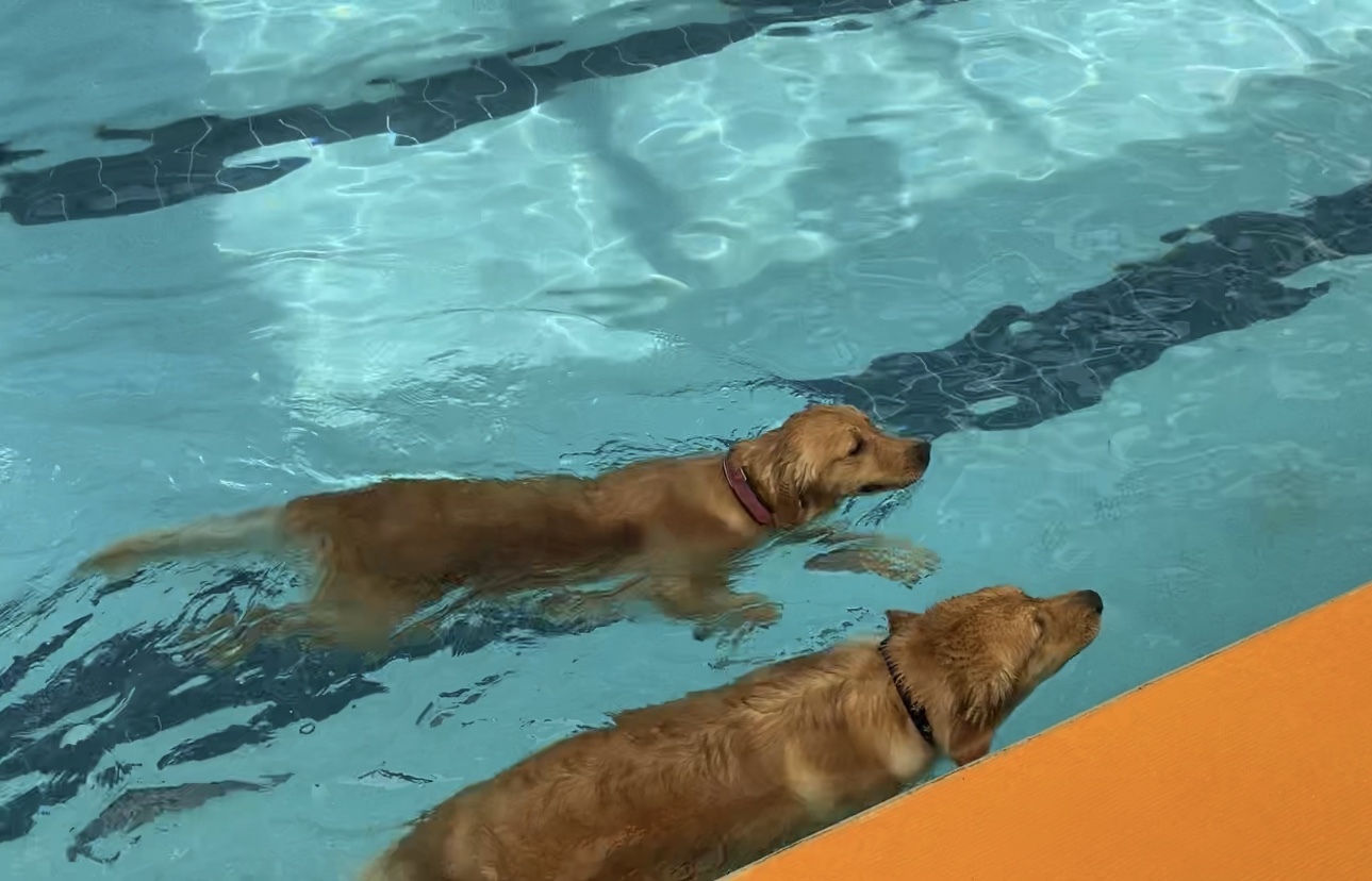 祝一歳!山中湖woof_b0275998_17210019.jpeg