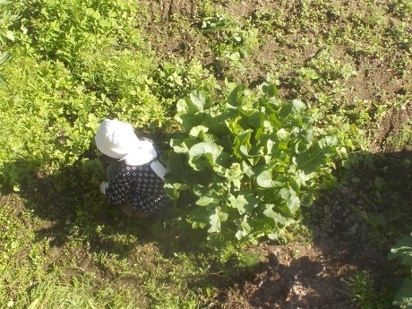 草取り、薪割り、野生いちご_a0203003_21374498.jpg