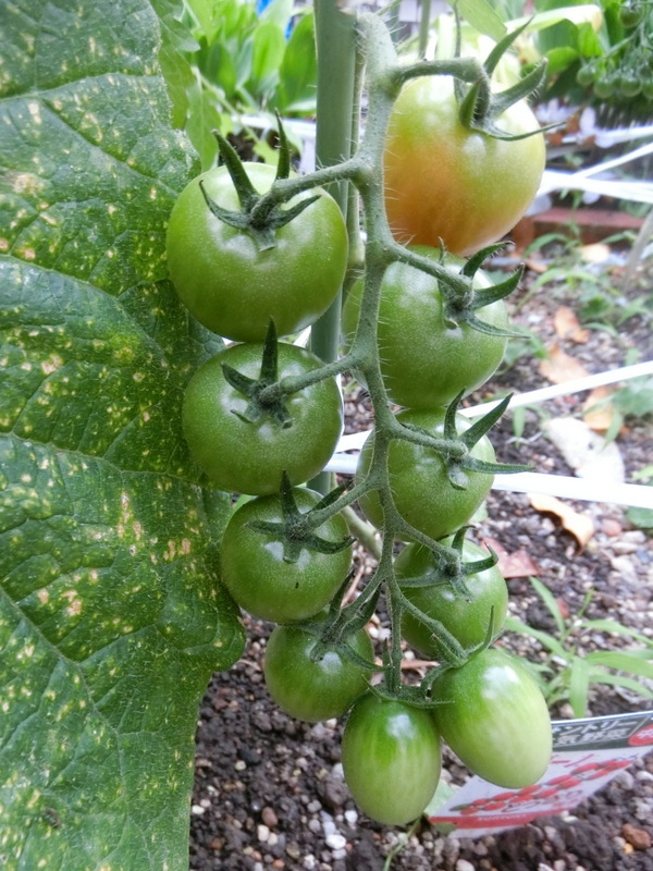 6月22日(月)家庭菜園_d0278912_11562446.jpg