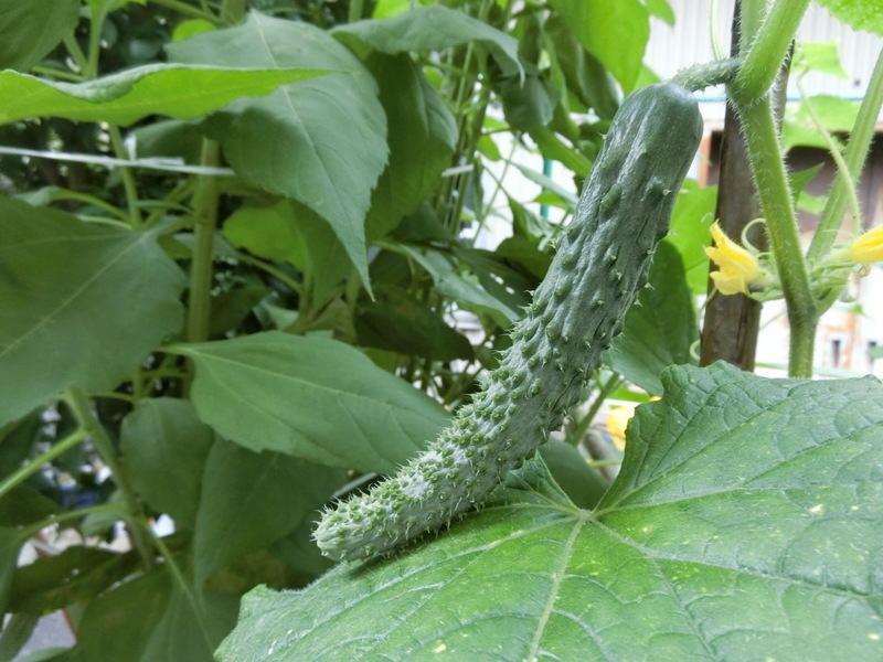 6月22日(月)家庭菜園_d0278912_11563592.jpg