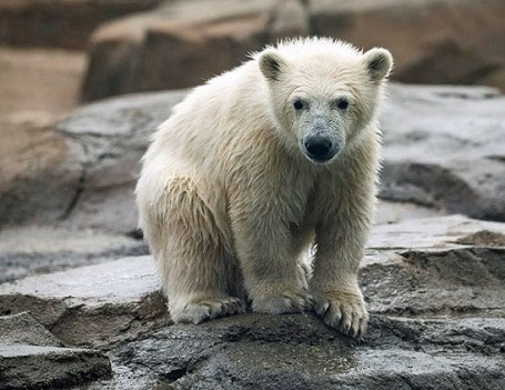 アメリカ コロンバス動物園の雄 オス のクールー Kulu ようやく一般公開となる Polarbearology Conjectaneum