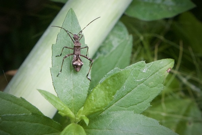 マメ科の害虫 蟻に擬態するカメムシ ホソヘリカメムシ 世話要らずの庭