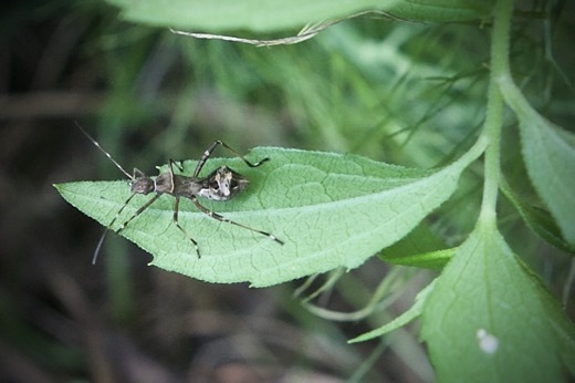 マメ科の害虫 蟻に擬態するカメムシ ホソヘリカメムシ 世話要らずの庭
