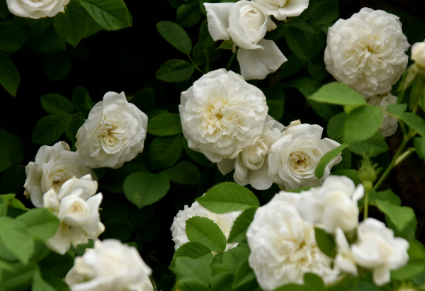 薔薇に酔いしれる日々_d0380314_13450785.jpg