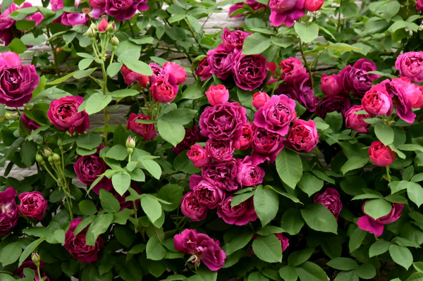 薔薇に酔いしれる日々_d0380314_13451074.jpg