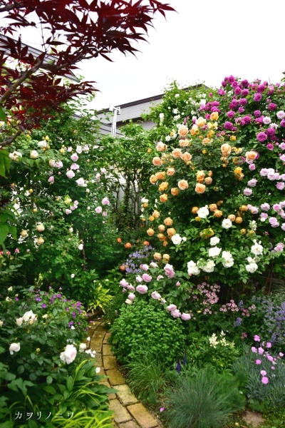 薔薇に酔いしれる日々_d0380314_13452104.jpg