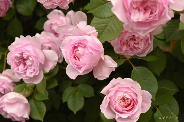 薔薇に酔いしれる日々_d0380314_13452480.jpg