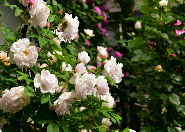 薔薇に酔いしれる日々_d0380314_13453194.jpg