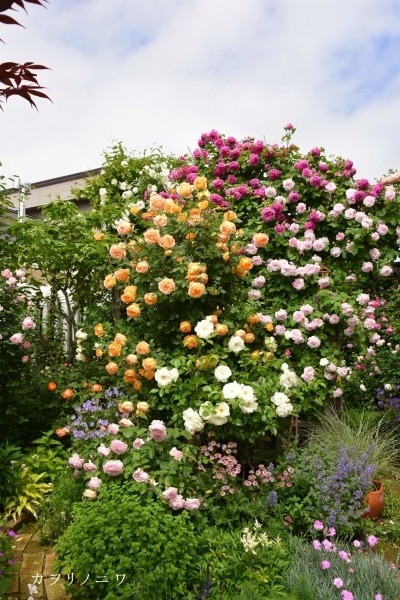 薔薇に酔いしれる日々_d0380314_13453381.jpg