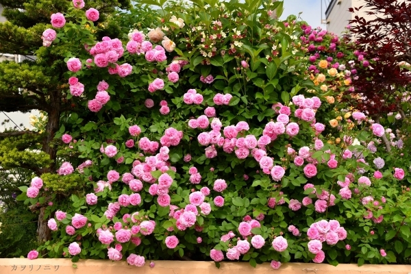 薔薇に酔いしれる日々_d0380314_13453650.jpg