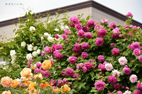薔薇に酔いしれる日々_d0380314_13454649.jpg