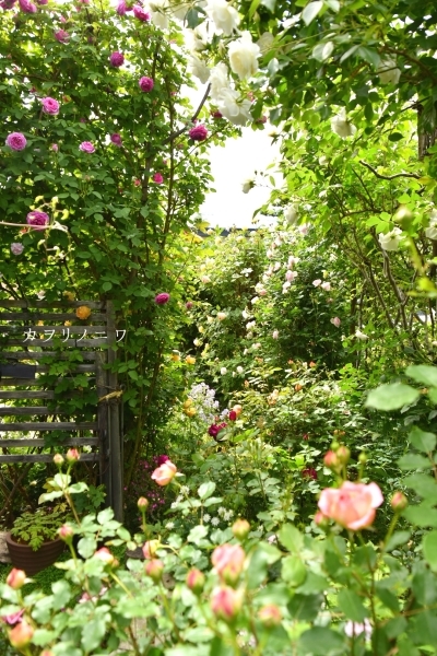 薔薇に酔いしれる日々_d0380314_13454894.jpg