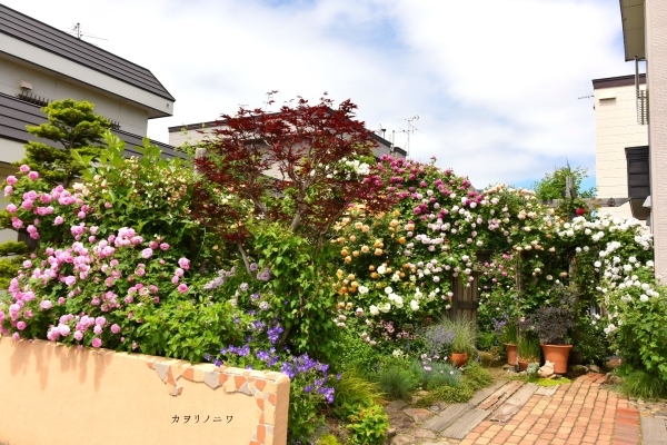 薔薇に酔いしれる日々_d0380314_13455151.jpg