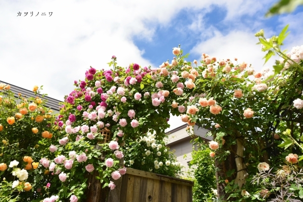 薔薇に酔いしれる日々_d0380314_13455808.jpg