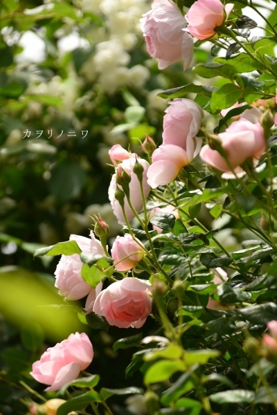 薔薇に酔いしれる日々_d0380314_13460145.jpg