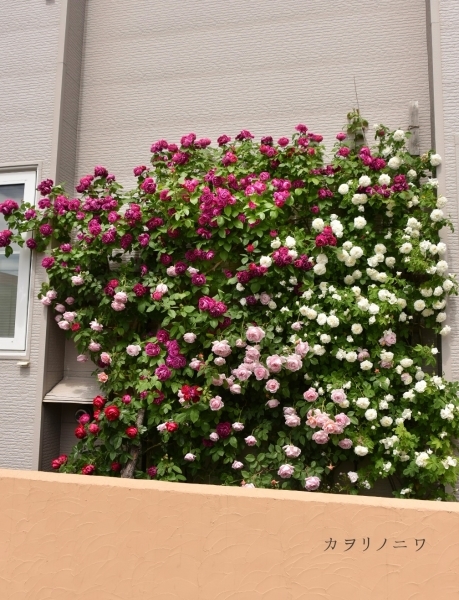 薔薇に酔いしれる日々_d0380314_13460408.jpg
