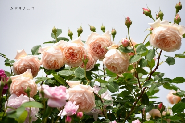 薔薇に酔いしれる日々_d0380314_13460655.jpg
